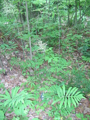 Aruncus dioicus