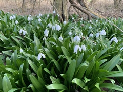 Galanthus woronowii