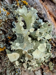 Ramalina sinensis