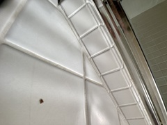 Trachelas tranquillus