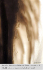 Branchinecta cornigera