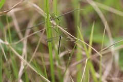 Bittacomorpha clavipes