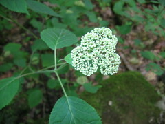 Hydrangea arborescens