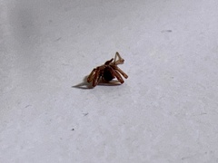 Trachelas tranquillus