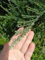 Adenocarpus foliolosus