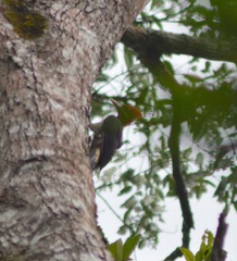 Campephilus robustus