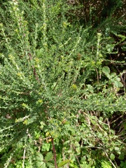 Adenocarpus foliolosus