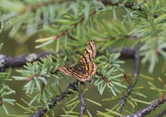 Epelis truncataria