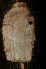 Pouteria macrophylla