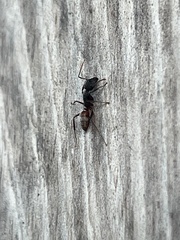 Camponotus capperi