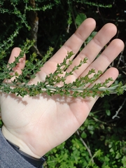 Adenocarpus foliolosus