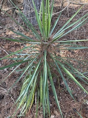 Yucca louisianensis