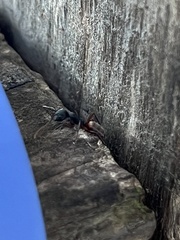 Camponotus capperi