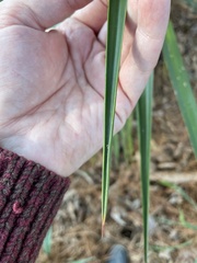 Yucca louisianensis