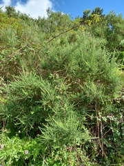 Adenocarpus foliolosus