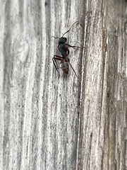 Camponotus capperi