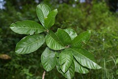 Pouteria macrophylla