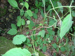 Hydrangea arborescens
