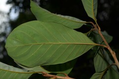 Pouteria macrophylla