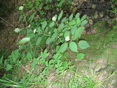 Hydrangea arborescens