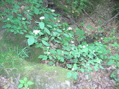Hydrangea arborescens
