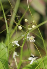 Maianthemum trifolium