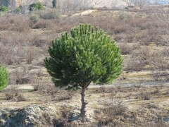 Pinus pinea