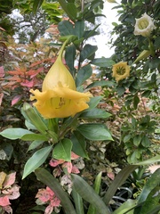 Solandra