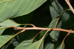 Pouteria macrophylla