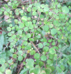 Coprosma rhamnoides