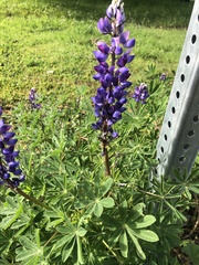 Lupinus succulentus