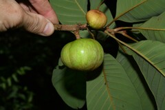 Pouteria macrophylla