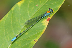 Pseudagrion aureofrons