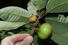 Pouteria macrophylla