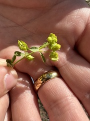 Euphorbia spathulata