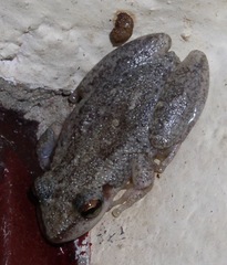 Scinax nasicus