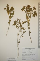 Physalis virginiana