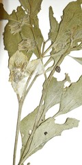 Physalis virginiana