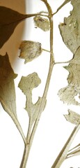 Physalis virginiana