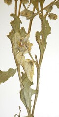 Physalis virginiana