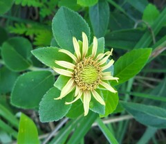 Dimerostemma vestitum