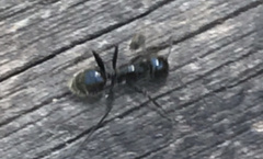 Camponotus laevissimus