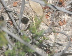 Ctenophorus spinodomus