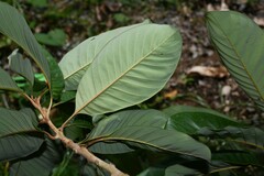 Pouteria macrophylla