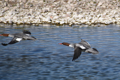 Mergus merganser americanus