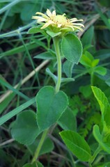 Dimerostemma vestitum