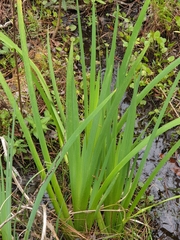 Iris savannarum