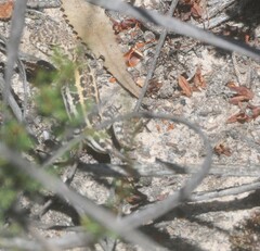 Ctenophorus spinodomus