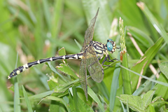 Austrogomphus cornutus
