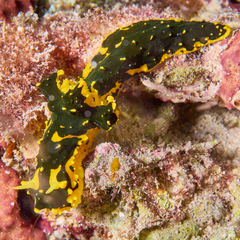Notodoris gardineri